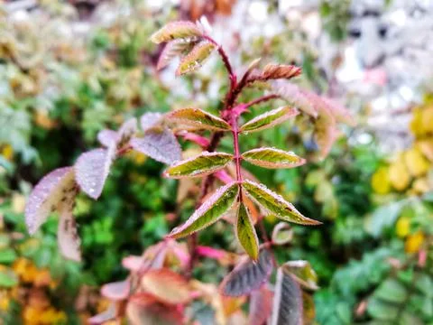 The raindrop left on the leaf after the rain. Green plant and raindrop. Stock Photos