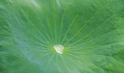 Raindrop on lotus leaf Stock Photos