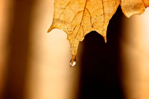 Raindrop on maple leaf Stock Photos
