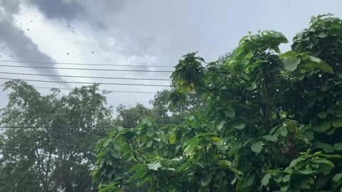 Raindrop Over The Tree Against Cloudy Sky. Stockbeeldmateriaal 194656544