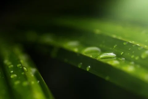 Raindrop on palm leaf Stock Photos