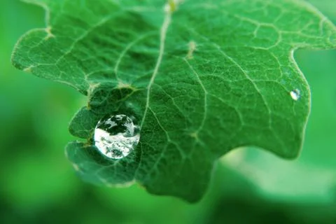 Raindrop Stock Photos