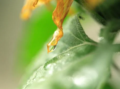 Raindrop Stock Photos