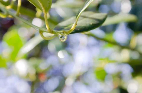 Raindrop Stock Photos