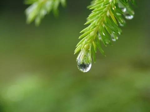 Raindrop Stock Photos