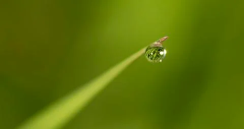 Raindrop Stock Photos