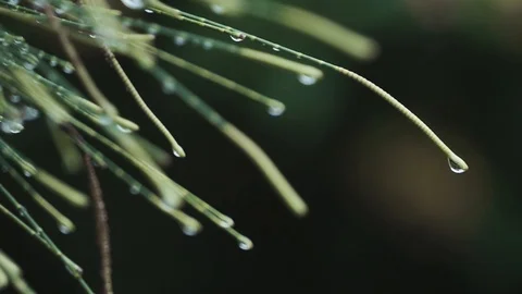 Raindrop pine leaf Stock Footage 123653978