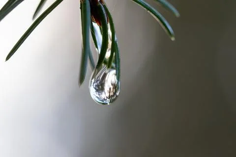 Raindrop on pine needles Stock Photos