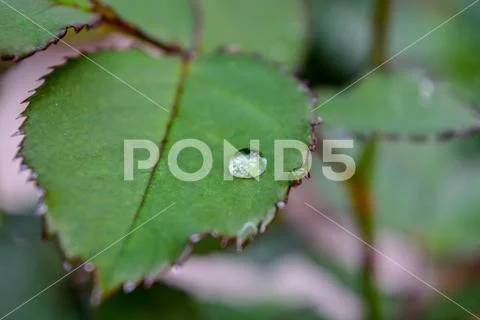 A Raindrop On A Rose Leaf Stock Photos