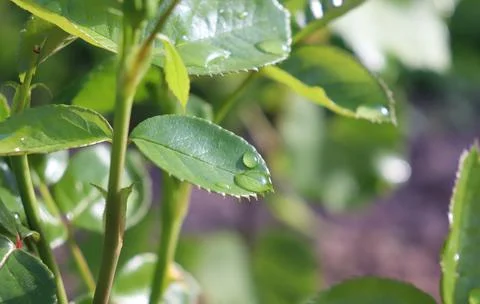 Raindrop on a rose leaf Stock Photos