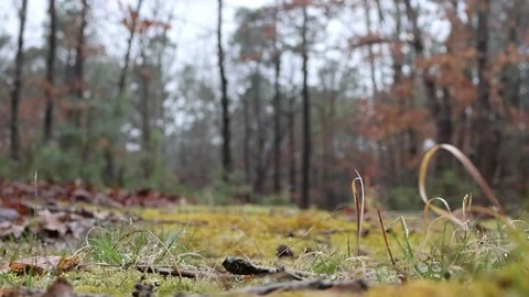 Raindrop Serenade: A Forest Floor's Perspective Stock Footage 270684965