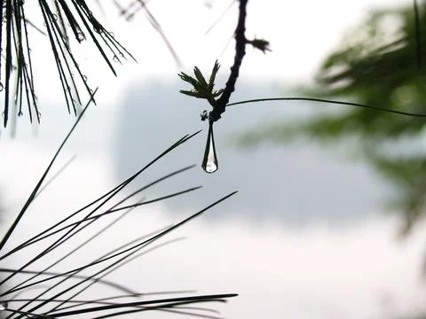 Raindrop solo hanging from end of pine branch-Upstate New York-Adirondack Pa Stock Photos