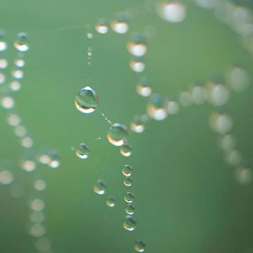 Raindrop on the spider web Stock Photos