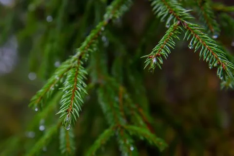 Raindrop on spruce tree branch. Stock Photos