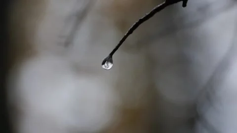 Raindrop suspended from the end of a plant stem Stock Footage 153522147