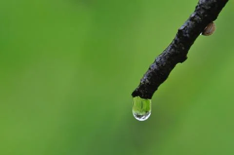 Raindrop on tree branch 写真素材