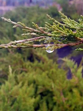 Raindrop on a tree branch Stock Photos