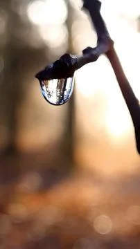 Raindrop on a tree Stock-Fotos