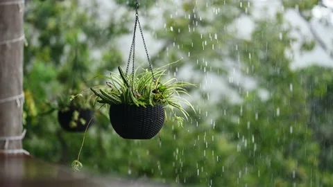 Raindrop in tropical jungle. Video 4K in exotic island. Stock Footage 170584787