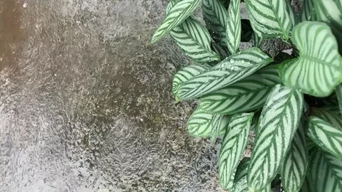 Raindrop. ( Vertical view ) Stock Footage 286920353