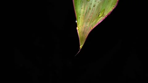 A raindrop of water flows down a green leaf. Slow motion Vídeo Stock 156645143