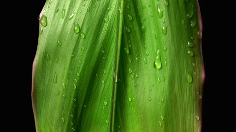 A raindrop of water flows down a green leaf. Slow motion Vídeo Stock 156645290