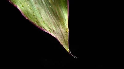 A raindrop of water flows down a green leaf. Slow motion Vídeo Stock 158981341