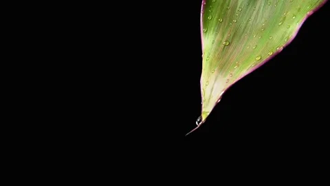 A raindrop of water flows down a green leaf. Slow motion Stockbeeldmateriaal 158981449