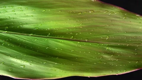 A raindrop of water flows down a green leaf. Slow motion Vídeo Stock 160021033