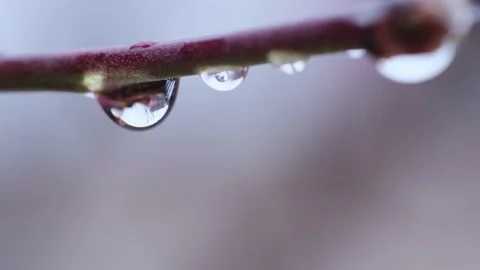 Raindrop on a windrow Stock Footage 177501252