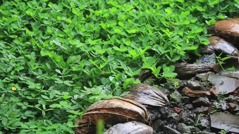 Raindrops from above soaking the Arachis pintoi grass plants Video stock 296882032