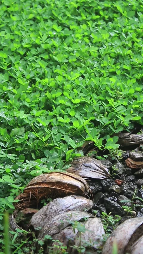Raindrops from above soaking the Arachis pintoi grass plants Video stock 296882050