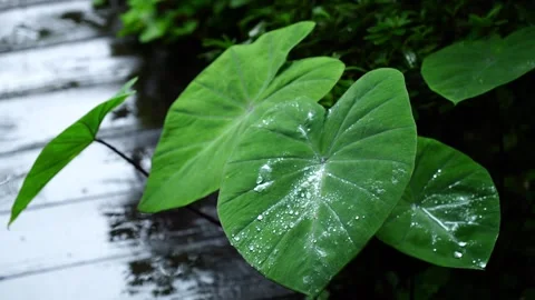 Raindrops Accumulating on Large Elephant Ear Taro Leaf in Heavy Rain 스톡 동영상 343824910
