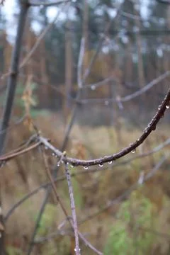 Raindrops accumulating on thin branch of a tree in autumn forest Stock Photos