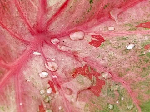 Raindrops Aglonema Leaf Stockfoto's
