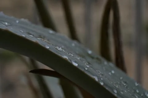 Raindrops on an aloe leaf Stock Photos