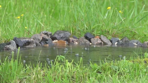 Raindrops and bubbles on the surface of the water of the pond. Stock Footage 134239090