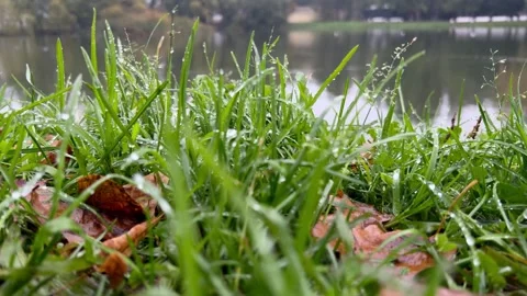 Raindrops and dew on green grass in early autumn on a lake. Peaceful landscape Stock Footage 253716295