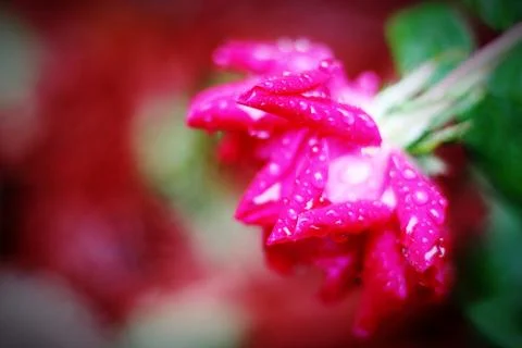 Raindrops and flower Stock Photos