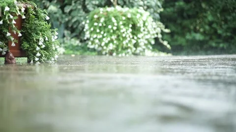 Raindrops and flowers backdrop Vídeos de archivo 53543940