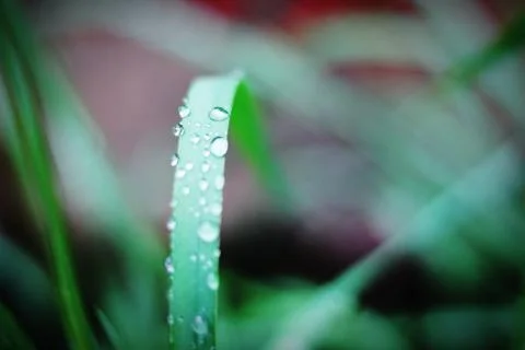 Raindrops and grass Stock Photos