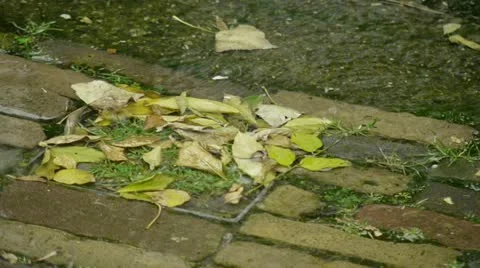 Raindrops and leaves Stock Footage 12455491