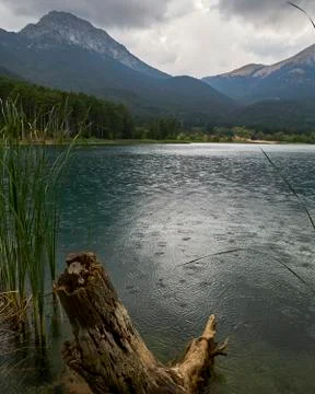 Raindrops and old  tree trunk on a mountain lake Stock Photos