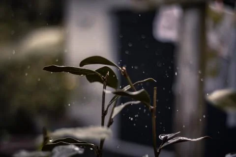 Raindrops and plants. Stock Photos
