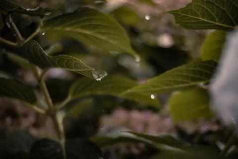 Raindrops and plants. Stock Photos