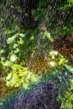 Raindrops and rainbow light refraction over green oak foliage outdoors Stock Photos