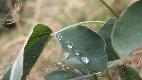 Raindrops and a spider Video stock 69129945