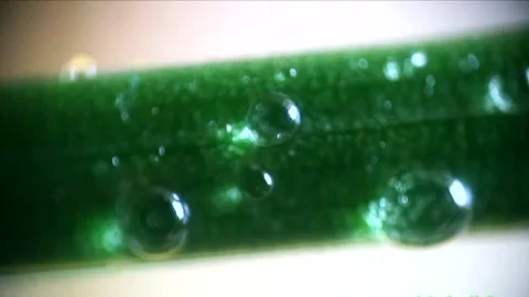 Raindrops and water drops falling on green plants and leaves in macro 库存影片 333706537