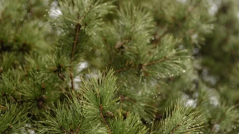Raindrops are dripping through the pine branches early spring. Stockbeeldmateriaal 106326674