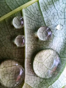 Raindrops are falling on the back of the green leaves and reflecting sunlight Stock Photos